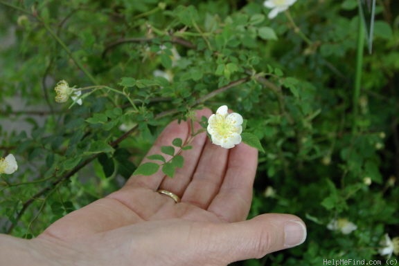 '<I>Rosa fujisanensis</I> Makino' rose photo