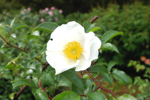 '<i>Rosa laevigata</i> Michx.' rose photo