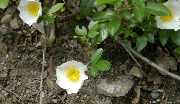 '<i>Rosa laevigata</i> Michx.' rose photo