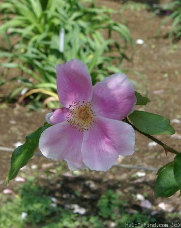 'Pink Cherokee' rose photo