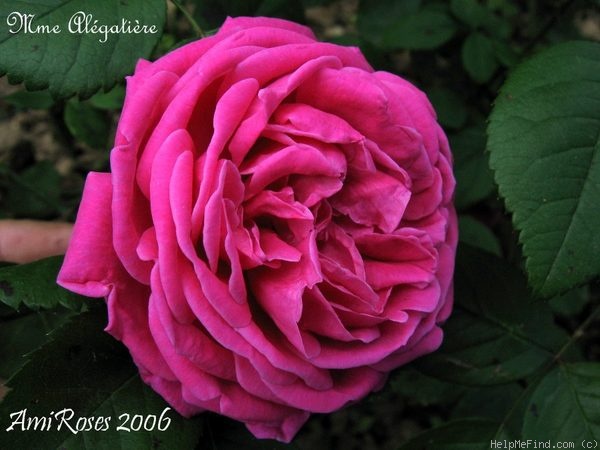'Madame Alégatière' rose photo