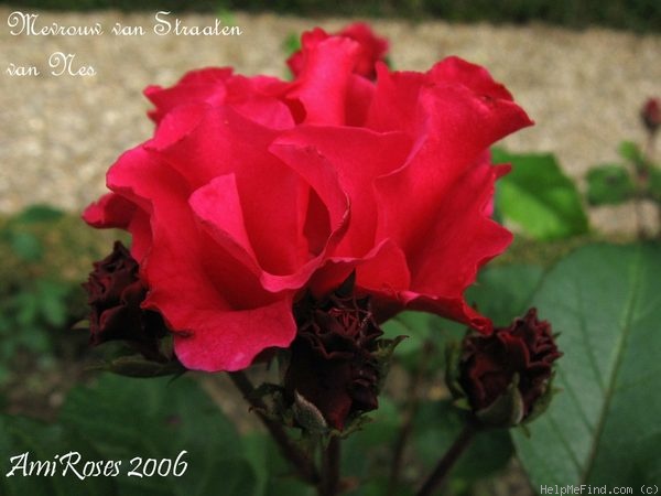 'Mevrouw van Straaten van Nes' rose photo
