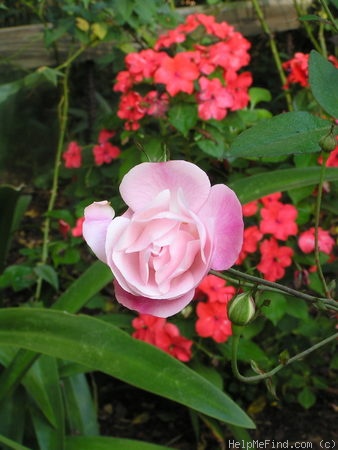 'Blush Noisette' rose photo