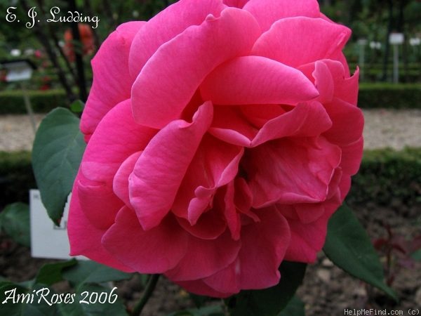 'E.J. Ludding' rose photo