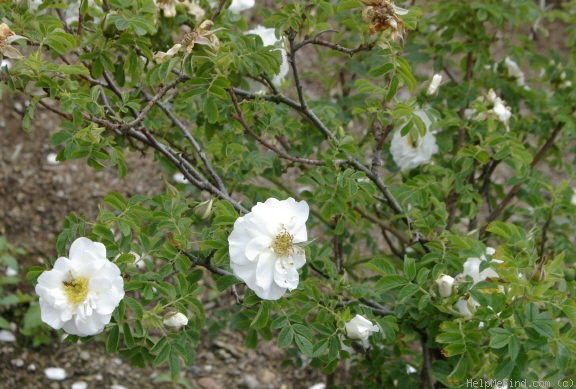 'Schneezwerg' rose photo