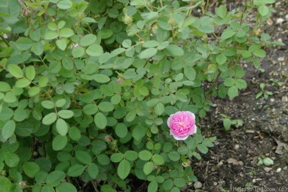 'Spong' rose photo