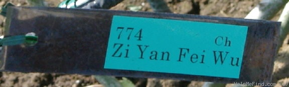'Zi Yan Fei Wu' rose photo
