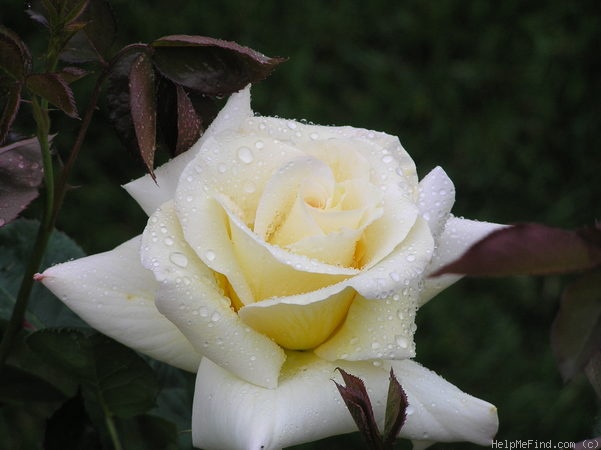'Astor Perry' rose photo