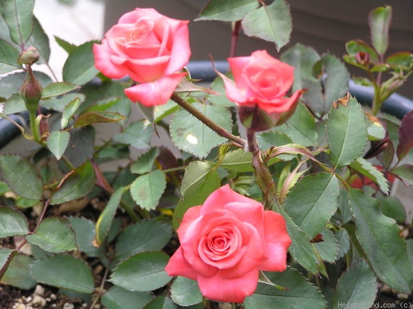 'Andie MacDowell ™' rose photo
