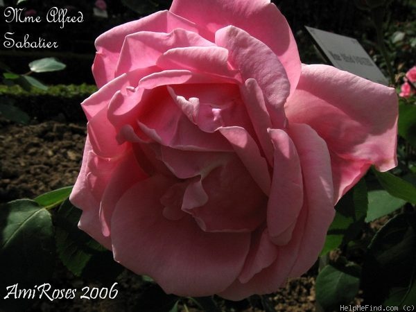 'Madame Alfred Sabatier' rose photo