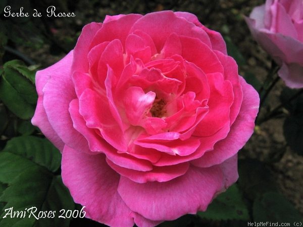 'Gerbe de Roses' rose photo
