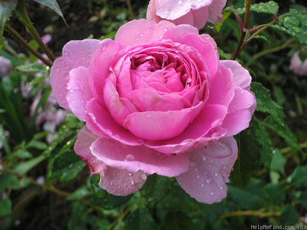 'Wisley' rose photo
