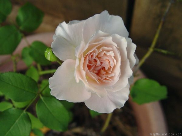 'Mary Magdalene' rose photo
