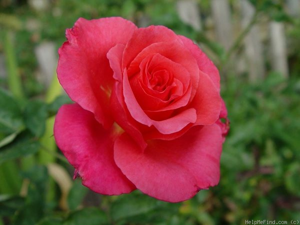 'Sandringham Centenary' rose photo