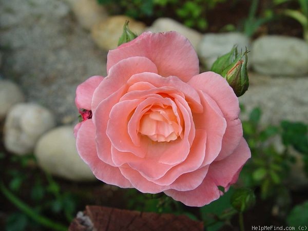 'Spirit of Glasnost' rose photo