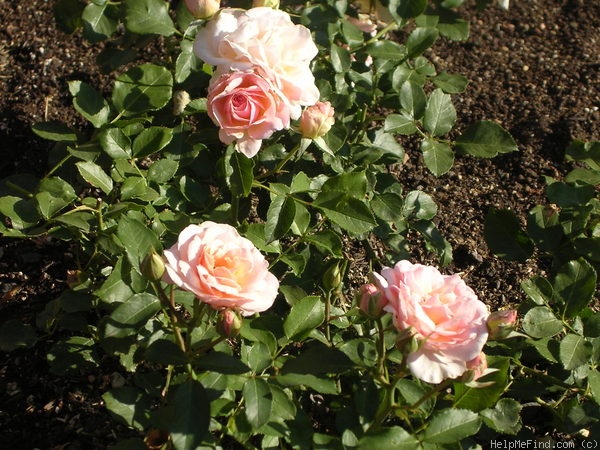 'Calliope (floribunda, Harkness, 1998)' rose photo