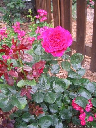 'Caruso (hybrid tea, Mouchotte/Meilland, 2000)' rose photo