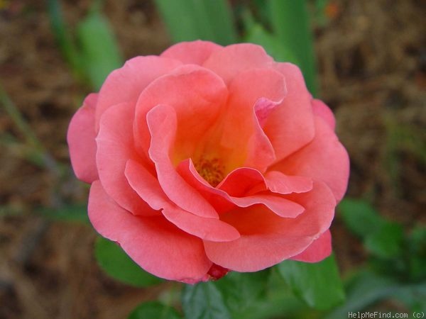 'Colorburst' rose photo