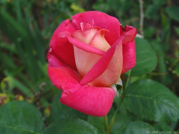 'Elsie Melton' rose photo