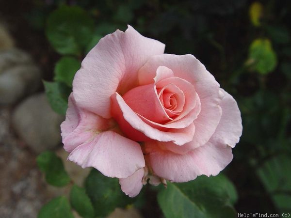 'JACbrant' rose photo