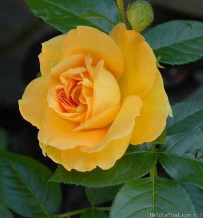 'Bernstein-Rose ® (floribunda, Evers/Tantau, 1987)' rose photo