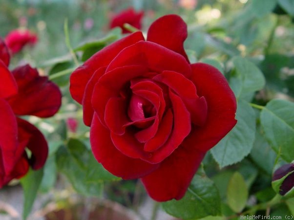 'Peggy Rockefeller ™' rose photo