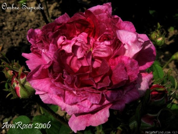 'Ombre Superbe' rose photo