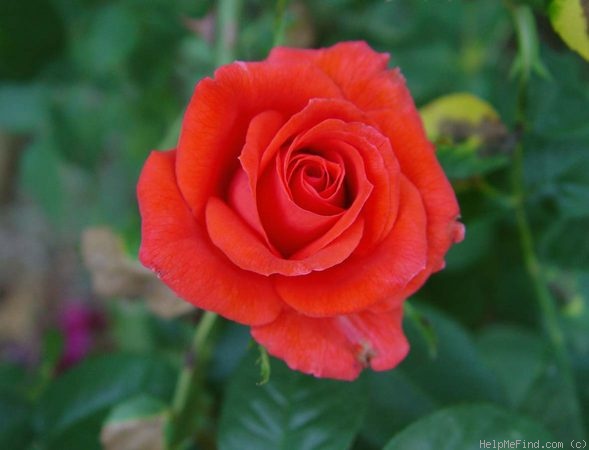 'Prominent ® (grandiflora, Kordes, 1970)' rose photo