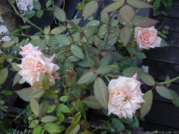 'Souvenir d'Elise Vardon' rose photo