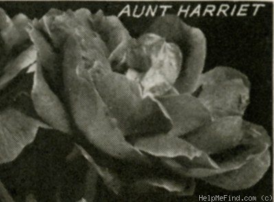 'Aunt Harriet' rose photo