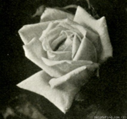 'Mrs. Henry Bowles' rose photo