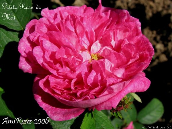 'Petite Rose de Mai' rose photo