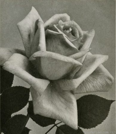 'Hill's America' rose photo