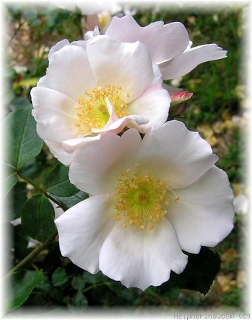 'Sharon's Delight™' rose photo