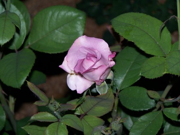 'Heidi's Wyoming Rose Garden'  photo