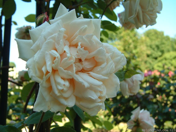 'Earl of Eldon' rose photo