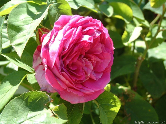 'Général Barral' rose photo