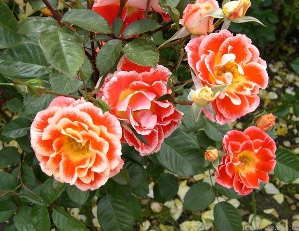 'Stretch Johnson' rose photo