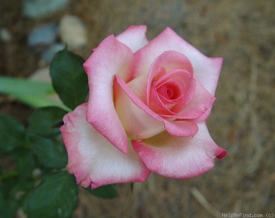 'Candia (as a Cut Rose)' rose photo
