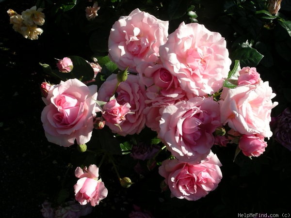 'Radox Bouquet' rose photo