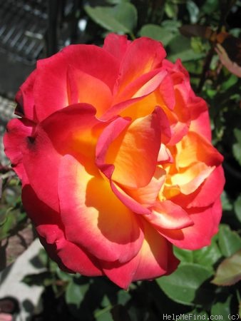 'Perfect Moment ™' rose photo