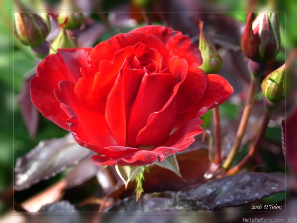 'Stadt Eltville' rose photo