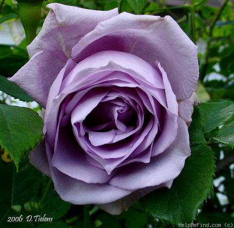 'Climbing Mainzer Fastnacht' rose photo