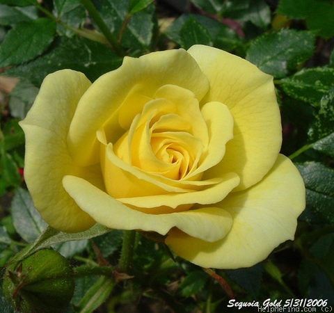 'Sequoia Gold ™' rose photo