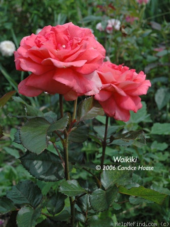 'Waikiki (grandiflora, McGredy 1977)' rose photo