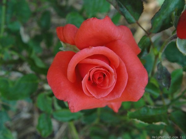 'Lady Rose ® (hybrid tea, Kordes, 1979)' rose photo