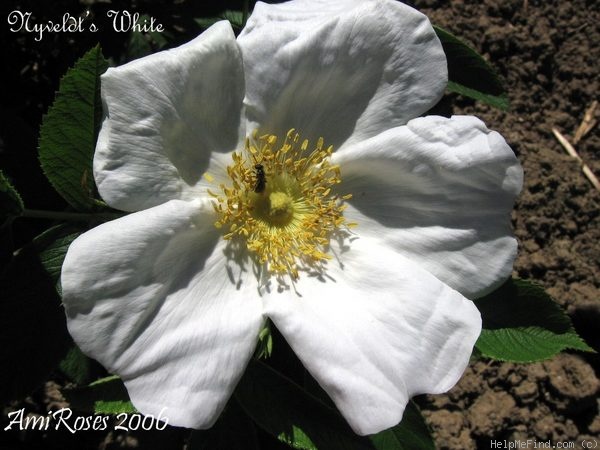 'Nyveldt's White' rose photo