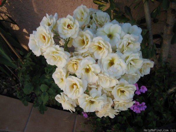 'Grace Abounding (floribunda, Harkness, 1968)' rose photo