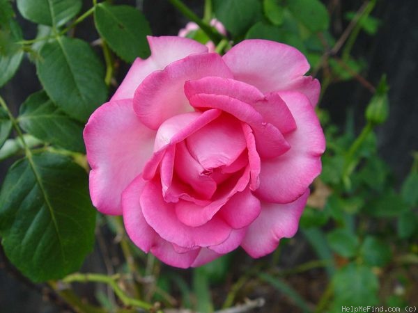 'Keepsake (hybrid tea, Kordes 1973)' rose photo