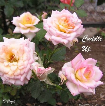 'Cuddle Up' rose photo